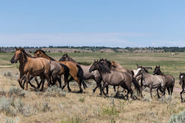 istock Wild Horses of South Dakota 817008268