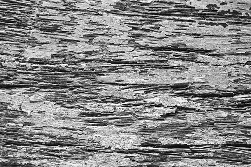Wood texture macro photo. Monochrome timber board with weathered crack lines. Natural background for shabby chic design. Grey wooden floor image. Aged tree surface close-up. Vintage natural backdrop