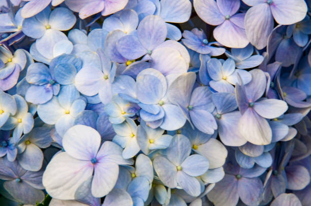 istock Lightly lilac flower Hortense, brightly lit, fresh. 817012842