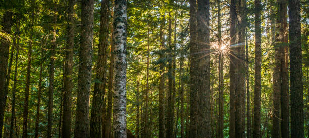 istock Green Natural Beech Tree Forest illuminated by Sunbeams 817013090