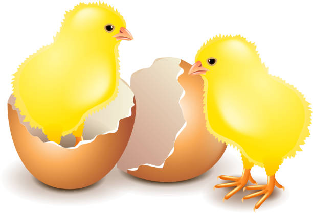 ilustraciones, imágenes clip art, dibujos animados e iconos de stock de amarillo pollo en huevo aislado en blanco vector - chicken young bird animal egg baby chicken