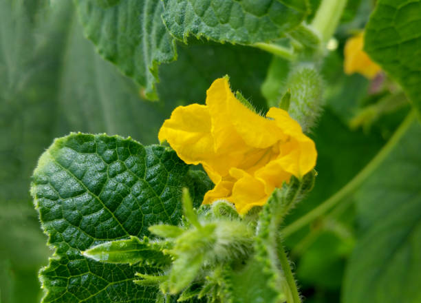 istock Blossom of Boston pickling cucumber 817015760