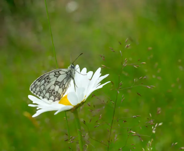 Butterfly - Insect, Animal, Flying, Insect