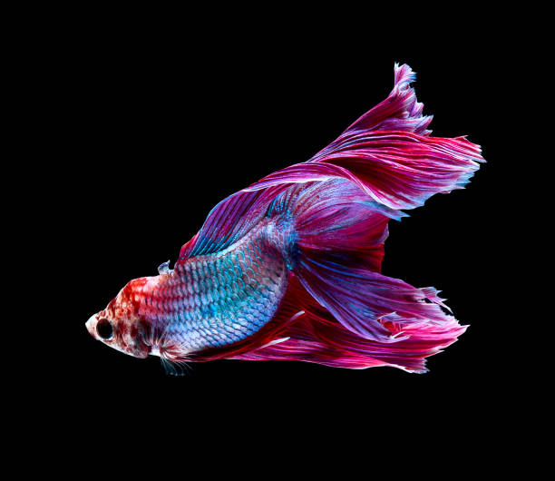 istock Betta fish, siamese fighting fish, betta splendens isolated on black background 817019160