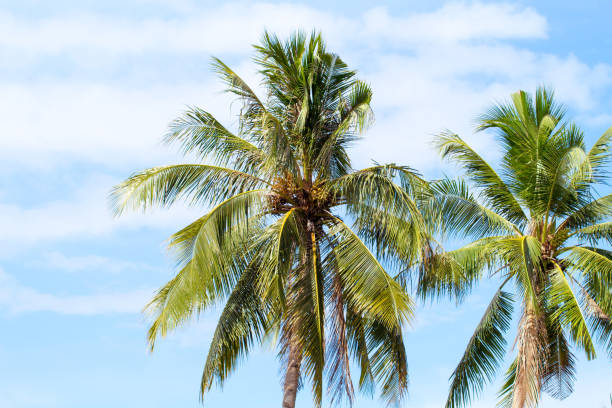 istock Coco palm tree on blue sky background. Sunny day on tropical island. 817023466