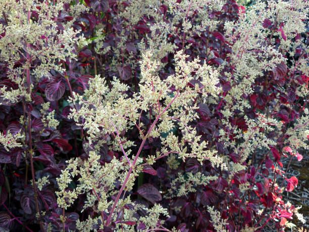 istock Background of group flowers 817023868