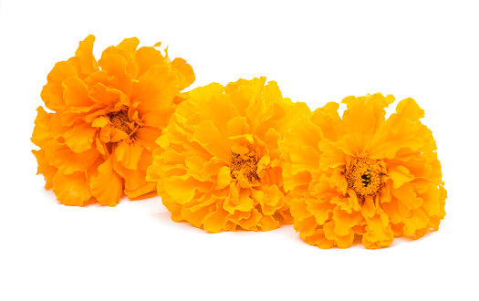 yellow marigold on a white background