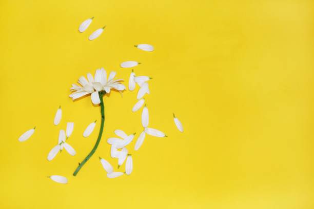 istock Chamomile with torn petals on yellow background 817024098