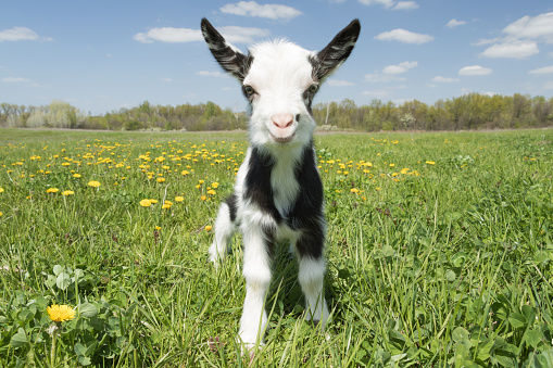Young goat on the field of dandelions looking at the camera