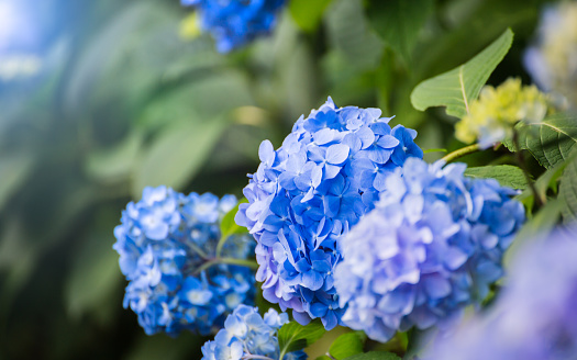 Hydrangea Flower known as the sign of rainy season coming in Japan