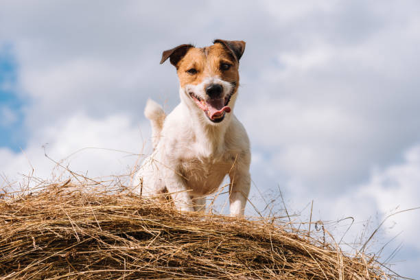 istock Farm dog on top of haystack at sunny summer day 817029398