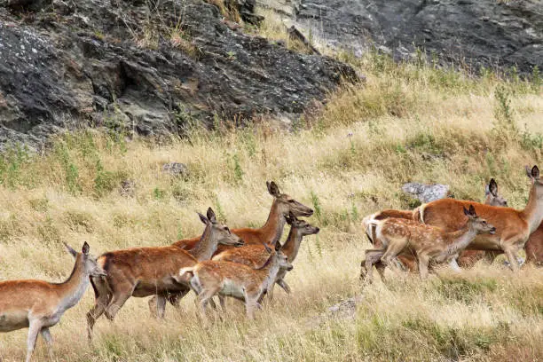 Red Deer farm in New Zealand