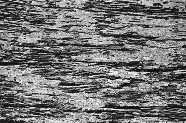 istock Wood texture macro photo. Monochrome timber board with weathered crack lines. 817031992