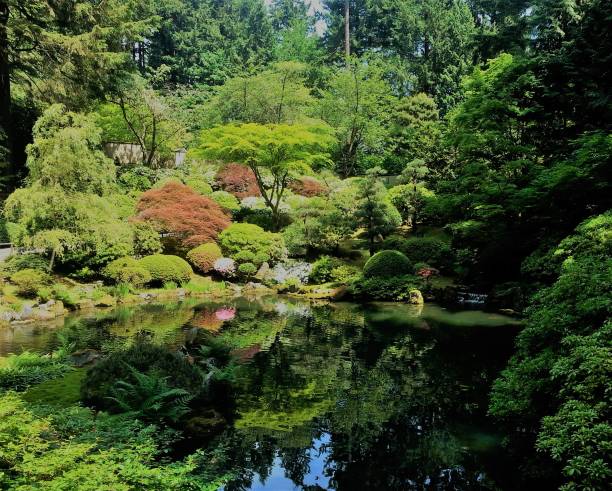 istock Japanese garden with pond 817036354