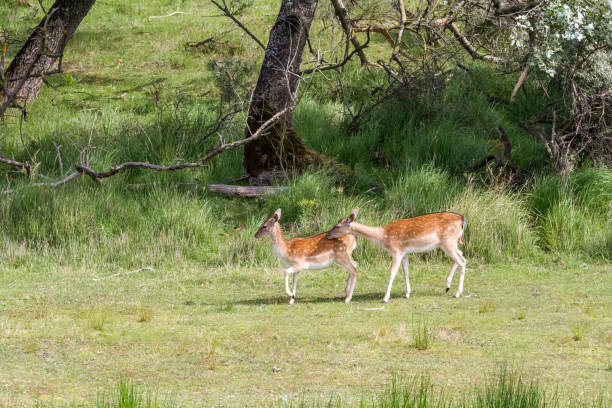 istock Fallow deer whit baby in nature 817036766