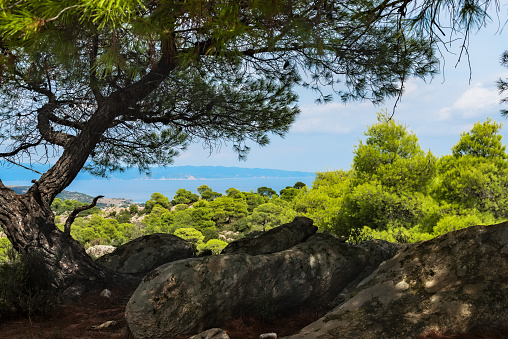 Pine forest in Khalkidiki, Sithonia Island, Greece