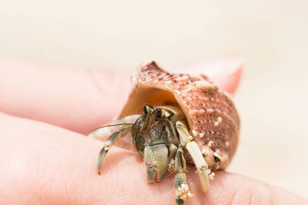 istock Hermit crab in pink sea shell macro photo. Shell with hermit crab in woman's hand. 817037332