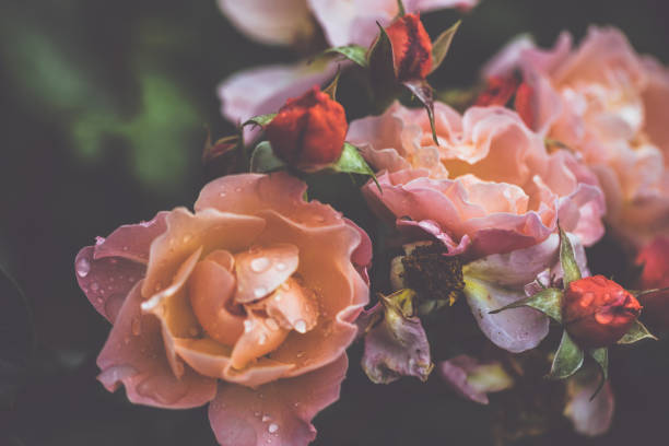 Garden rose in summer after rain