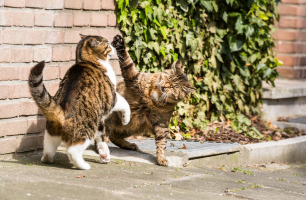 raufende katzen - cat fight fotografías e imágenes de stock
