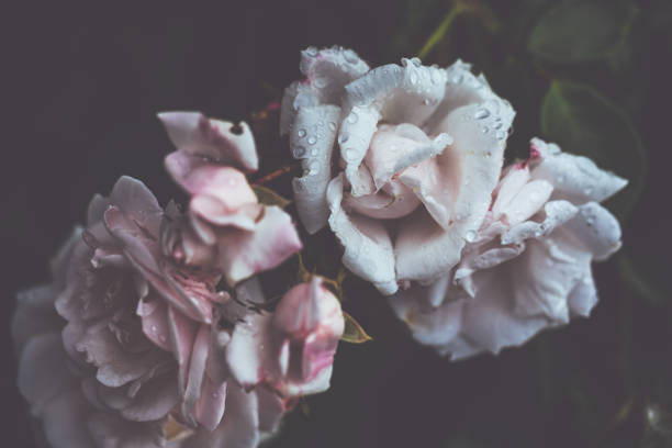 istock Garden rose in summer after rain 817045638