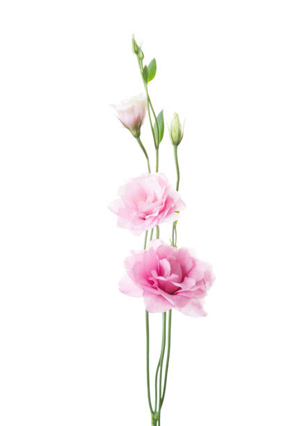 istock Light pink flowers of  Eustoma   isolated on  white background. 817050732