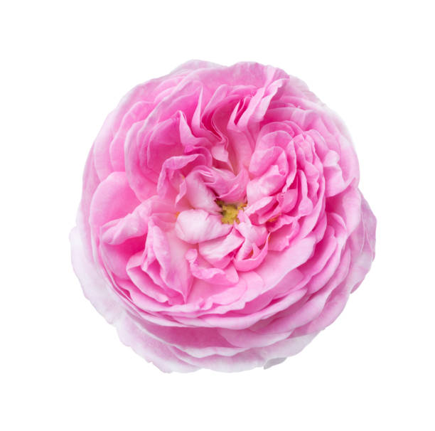 istock Light pink rose isolated on white. Tea rose 817051146