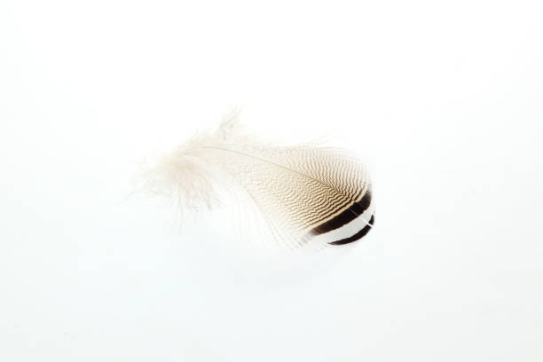 Pictured Feathers of wood duck in a white background.
