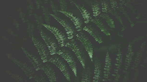 istock Green fern in dark light 817054152