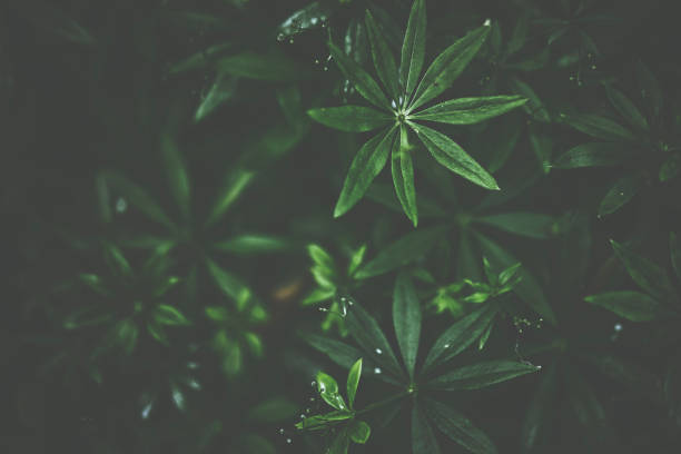 istock Green woodruff in dark 817054256