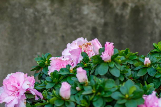 istock Azalia flowers on grey wall background 817054506