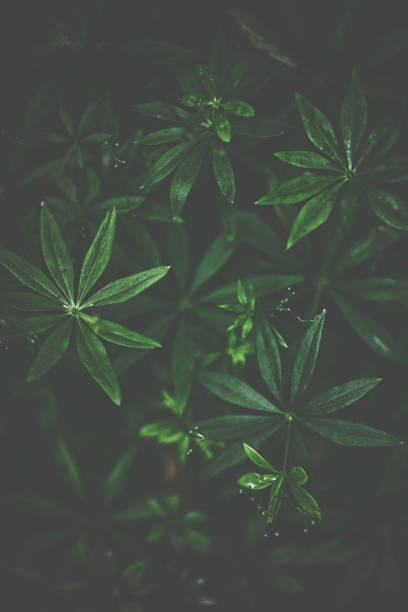 istock Green woodruff in dark 817054594