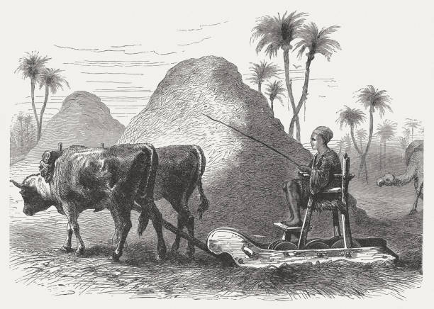 The Threshing carriage (Deuteronomy 25, 4) , wood engraving, published 1886 You must not muzzle your ox when it is treading grain (Deuteronomy, 25, 4). Wood engraving, published in 1886. threshing stock illustrations
