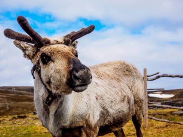 Reindeer in the northern wilds near the North Cape Reindeer in the northern wilds near the North Cape rudolph the red nosed reindeer photos stock pictures, royalty-free photos & images