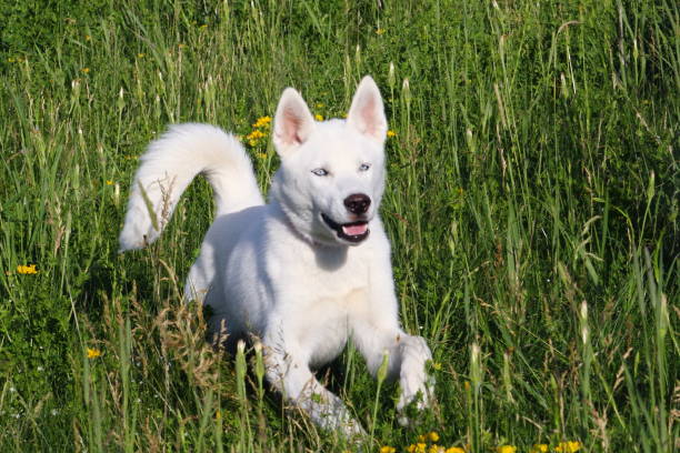 istock Husky Puppy running 817076804