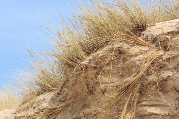 istock Sand dunes on the Dutch North Sea coast 817083942
