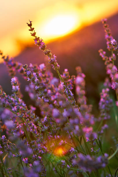 istock Lavender fields in Guadalajara - Spain 817084406
