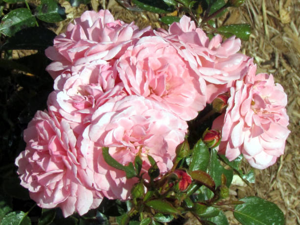 istock Toronto Garden Macrexy rose 2014 817094092