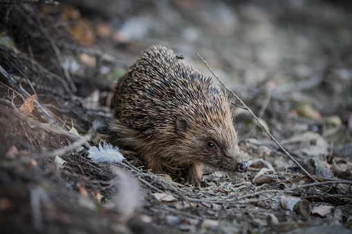 Hedgehog in forest