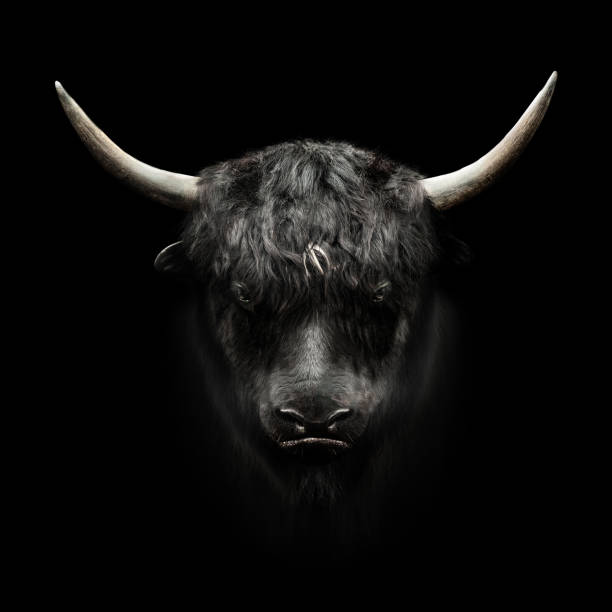 istock domestic yak face on black background 817096810