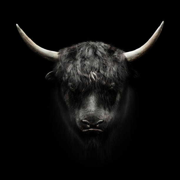 domestic yak face on black background domestic yak face on black background bull animal photos stock pictures, royalty-free photos & images