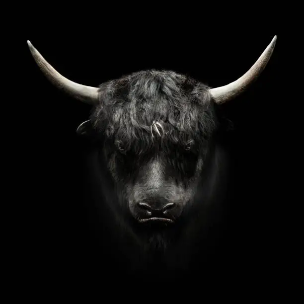 domestic yak face on black background