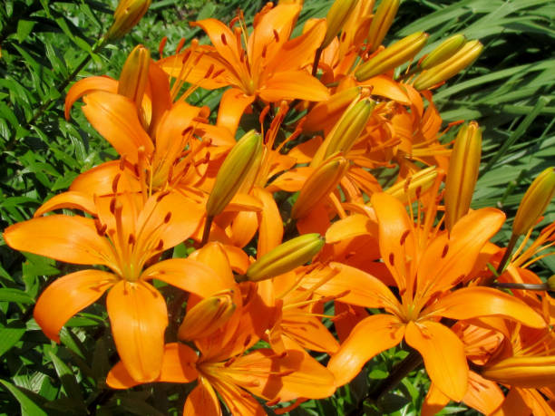 istock Toronto Garden Sunset Beacon lily 2014 817101836