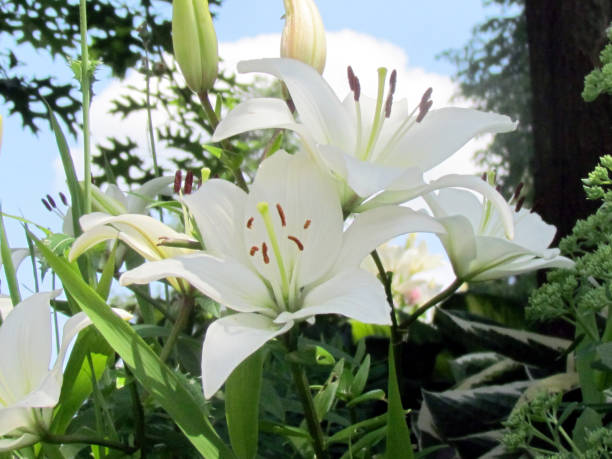 istock Toronto Garden white lily flowers 2014 817106246