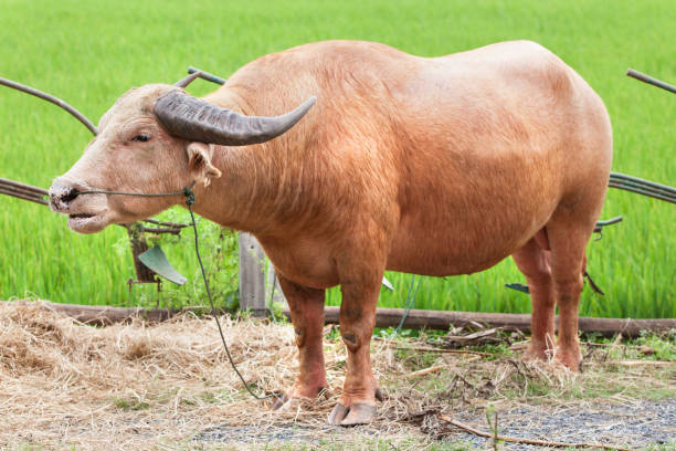 istock Albino buffalo standing has field background. 817121696