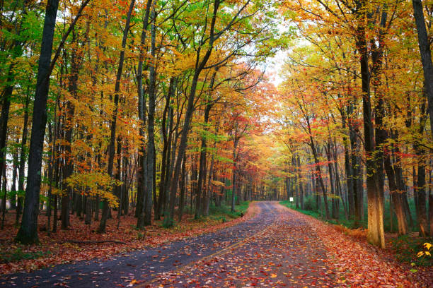 istock Allegany State Park of the fall 817121804