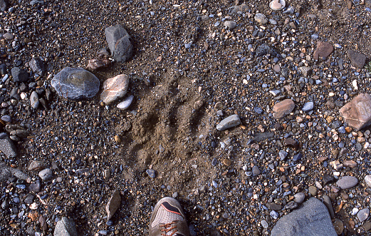 Huge grizzly bear tracks along an Alaskan river bed trail, compared to a shoe of unidentifiable person.\n\n