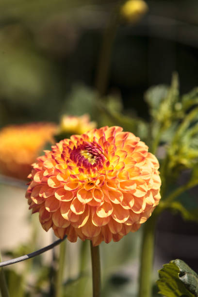 istock Pink and white Dahlia flower 817143252