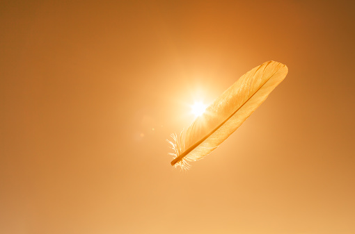 Feather floating in the sky during sunset.