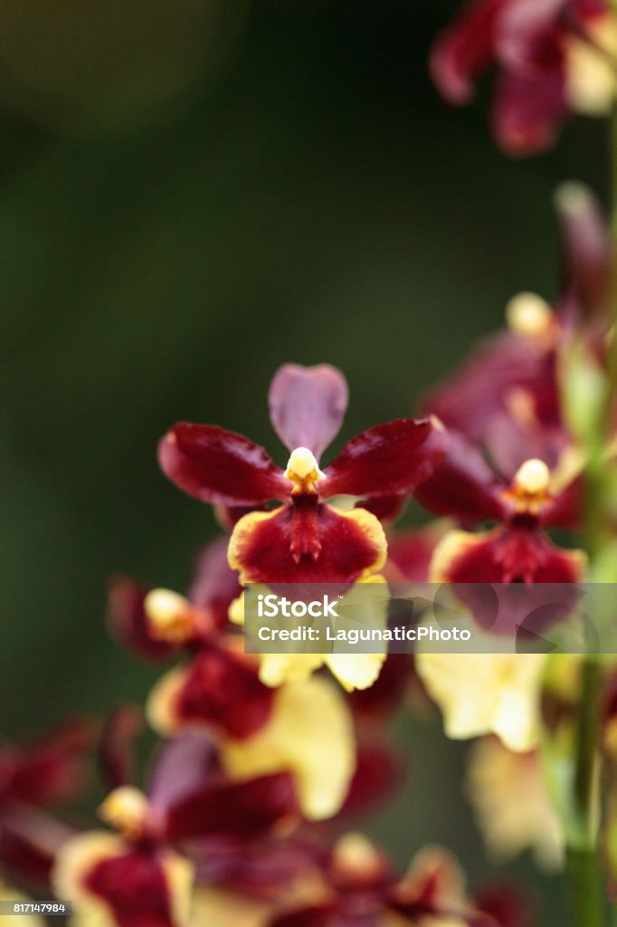 Foto de Flores De Orquídea Híbrida De Oncidium Amarelas E Marrom e mais  fotos de stock de Amarelo - iStock