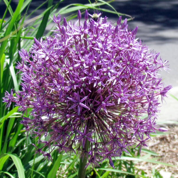 istock Toronto High Park Agapanthus 2016 817148396